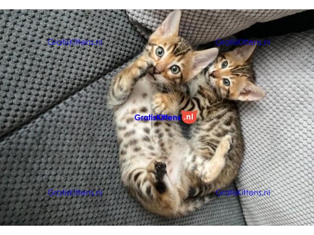 Geregistreerde Bengaalse kittens beschikbaar (9-12ibs volgroeid)