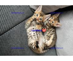 Geregistreerde Bengaalse kittens beschikbaar (9-12ibs volgroeid)