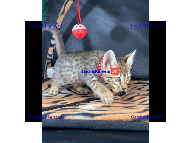 Savannah f1 en f2 generatie te koop.