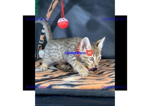 Savannah f1 en f2 generatie te koop.