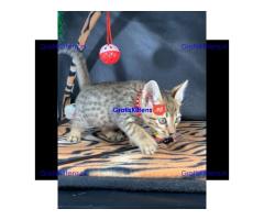 Savannah f1 en f2 generatie te koop.