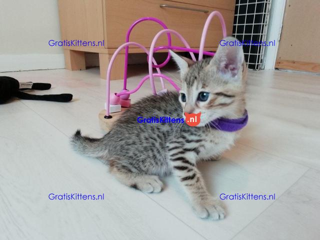 Savannah f1 en f2 generatie te koop.
