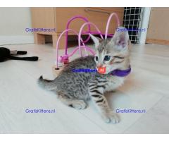 Savannah f1 en f2 generatie te koop.