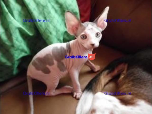Mooi vrouwelijk TICA Sphynx-katje