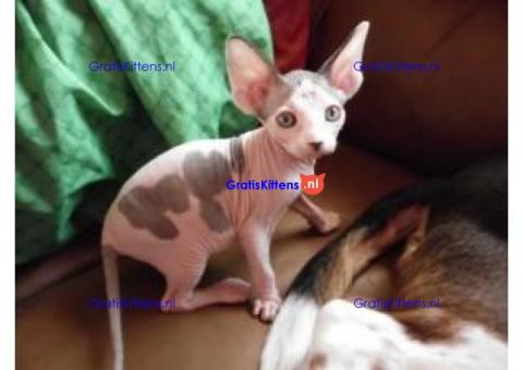 Mooi vrouwelijk TICA Sphynx-katje