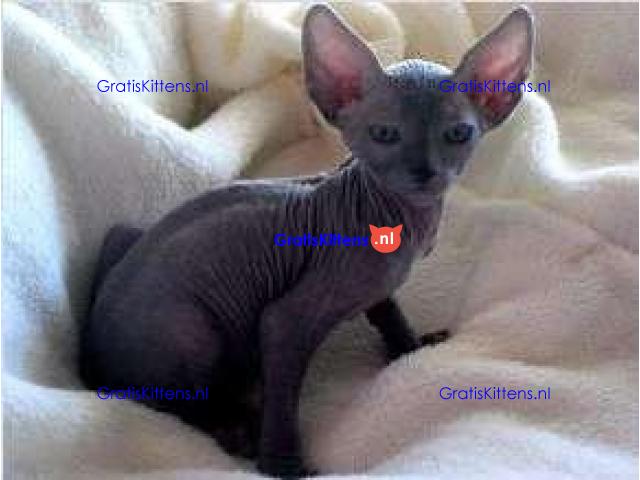 Mooi vrouwelijk TICA Sphynx-katje