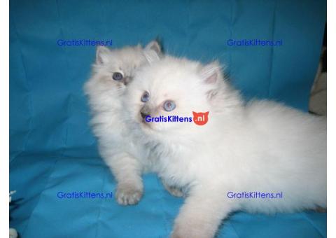 MOOIE SIBERISCHE KITTENS VOOR ADOPTIE