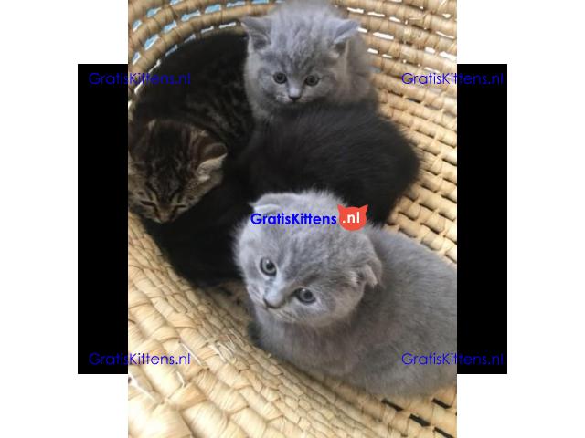 Scottish Fold Kitten om mee naar huis te nemen.