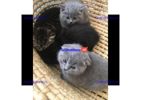 Scottish Fold Kitten om mee naar huis te nemen.