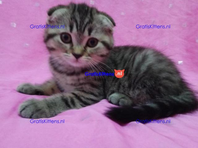 Scottish Fold Kitten om mee naar huis te nemen.