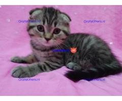 Scottish Fold Kitten om mee naar huis te nemen.