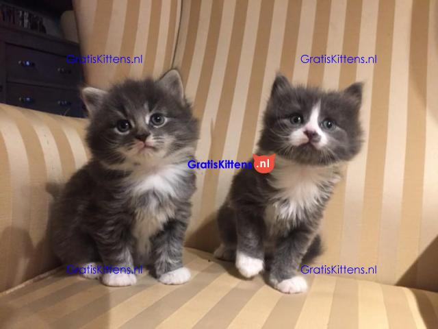 Beschikbare Maine Coon-kittens