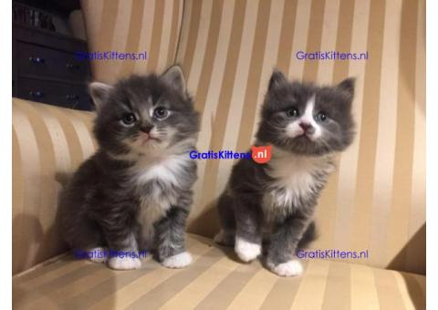 Beschikbare Maine Coon-kittens