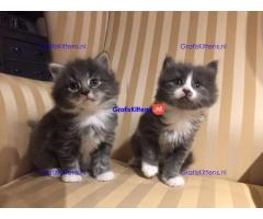Beschikbare Maine Coon-kittens