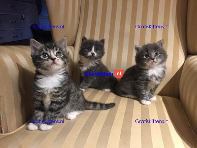 Beschikbare Maine Coon-kittens