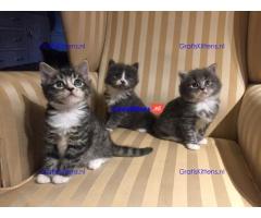 Beschikbare Maine Coon-kittens