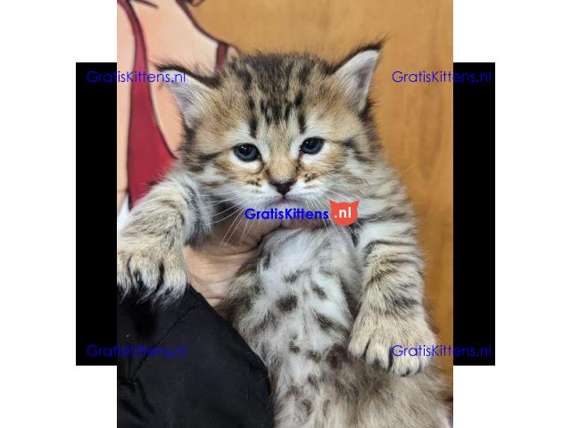 Prachtige Pixie-Bob-kittens voor herplaatsing.