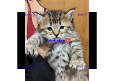 Prachtige Pixie-Bob-kittens voor herplaatsing.