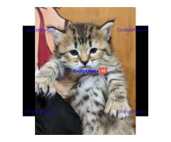 Prachtige Pixie-Bob-kittens voor herplaatsing.