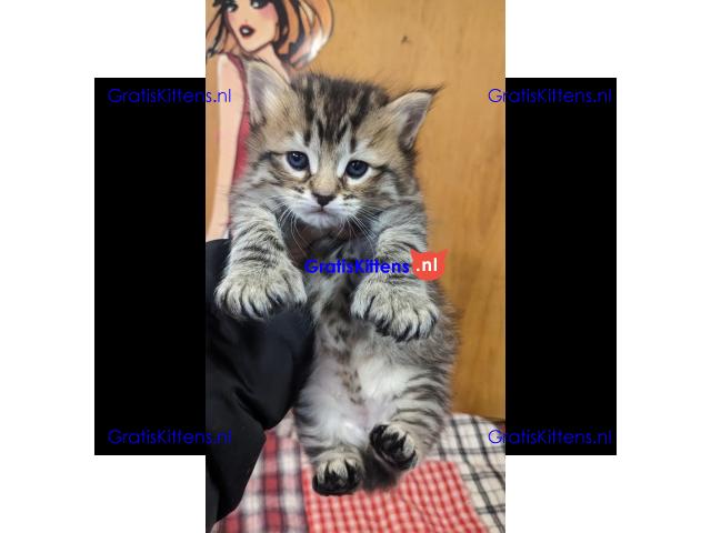 Prachtige Pixie-Bob-kittens voor herplaatsing.