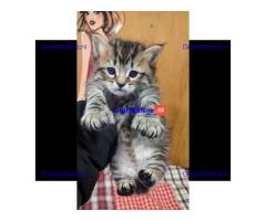 Prachtige Pixie-Bob-kittens voor herplaatsing.