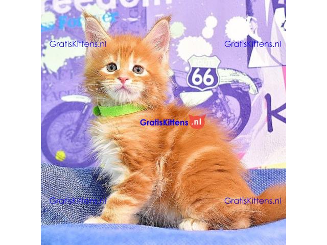 Maincoon kitten voor een nieuw huis