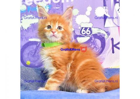 Maincoon kitten voor een nieuw huis