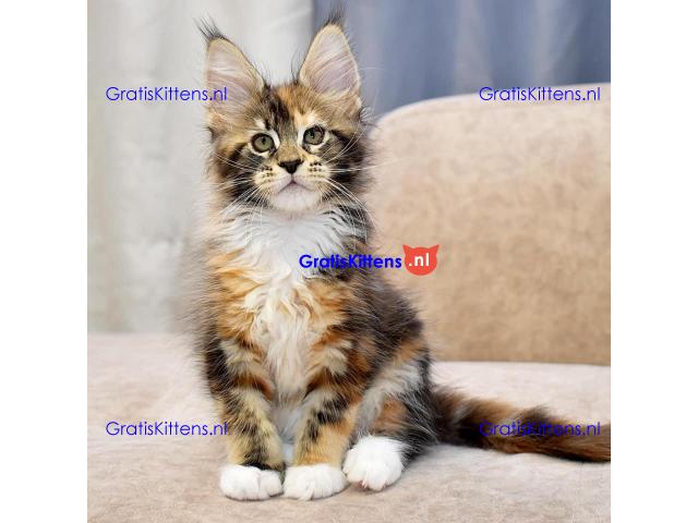 Maincoon kitten voor een nieuw huis