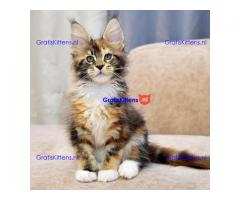 Maincoon kitten voor een nieuw huis