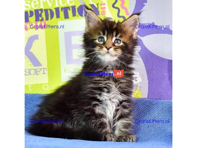 Maincoon kitten voor een nieuw huis