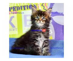 Maincoon kitten voor een nieuw huis