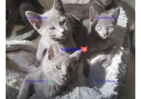 Russische blauwe kittens