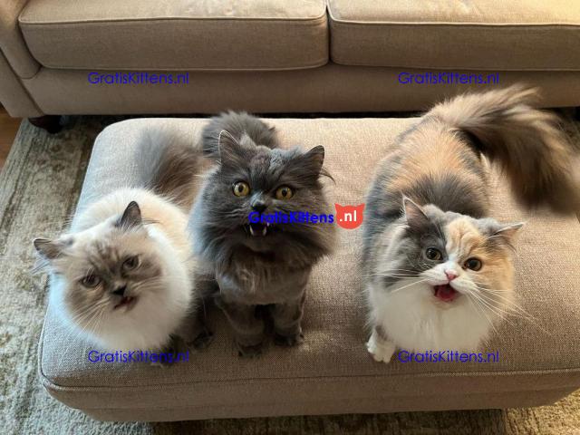 Prachtige gouden en Chinchilla Perzische kittens