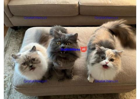 Prachtige gouden en Chinchilla Perzische kittens