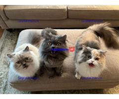 Prachtige gouden en Chinchilla Perzische kittens