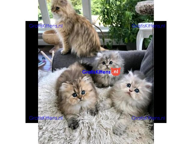 Prachtige gouden en Chinchilla Perzische kittens