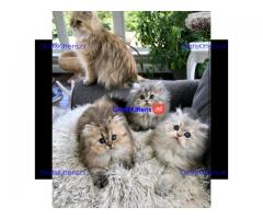 Prachtige gouden en Chinchilla Perzische kittens
