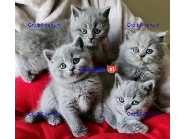 Prachtige Britse korthaar kittens