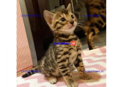 Mooie Bengaalse kittens.