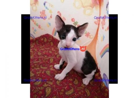 Mooie half Cornish Rex kittens.