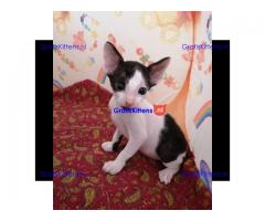 Mooie half Cornish Rex kittens.