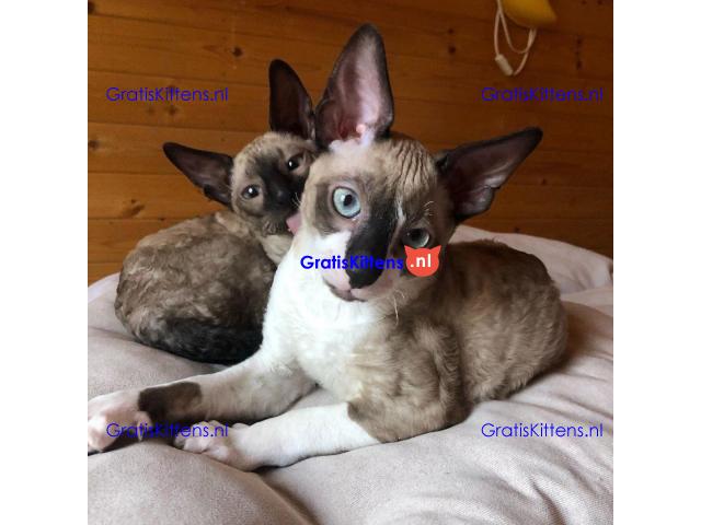 Mooie half Cornish Rex kittens.