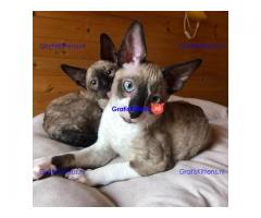 Mooie half Cornish Rex kittens.