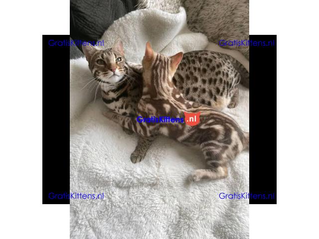 Asain kittens Speels lief