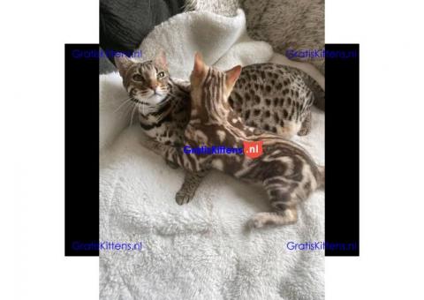 Asain kittens Speels lief