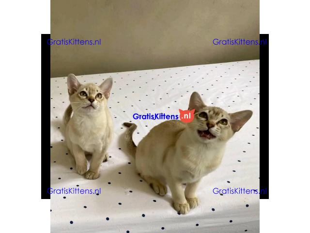 Asain kittens Speels lief