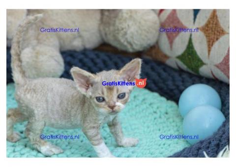 Prachtige pure Devon Rex-kittens