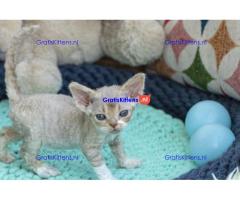 Prachtige pure Devon Rex-kittens