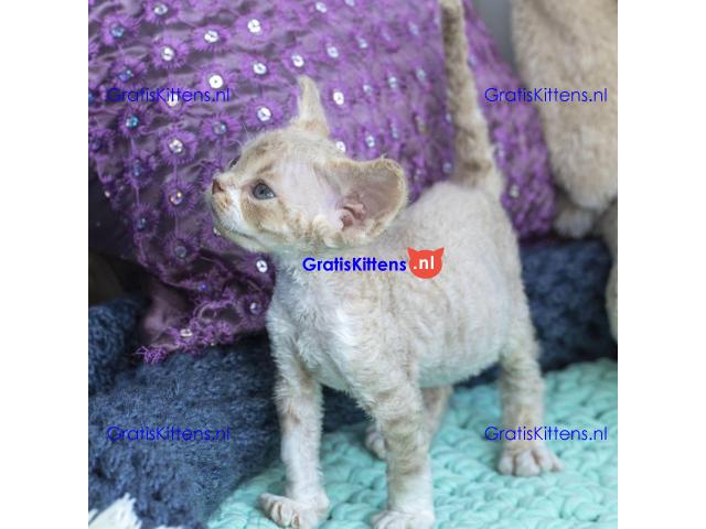 Prachtige pure Devon Rex-kittens