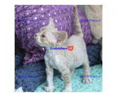 Prachtige pure Devon Rex-kittens